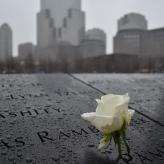 A white rose placed on the 9/11 memorial